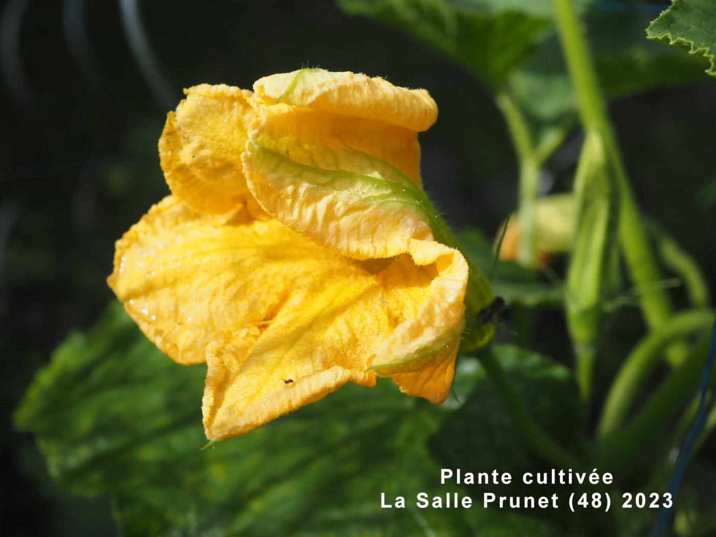 Marrow, Courgette flower